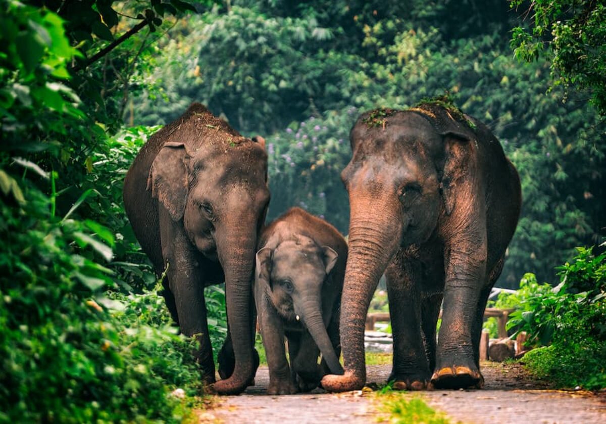 Pemkab OKU Selatan Siapkan Translokasi Gajah Liar ke Suaka Margasatwa Gunung Raya