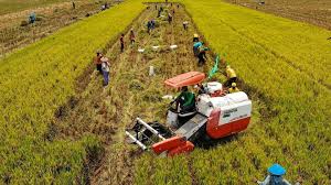 Indonesia Punya Persoalan Mendasar dalam Tata Kelola Sektor Pertanian