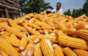 Hentikan Kebijakan 