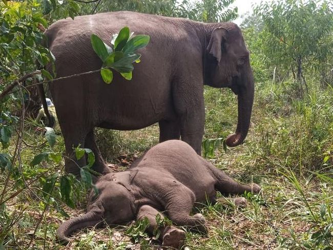 Anak Gajah Sumatera Ditemukan Mati Lagi di Tesso Nilo, Polisi Langsung Turun Tangan