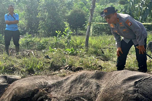 Ternyata Ini Dugaan Penyebab Anak Gajah Tari Mati Mendadak di Tesso Nilo!