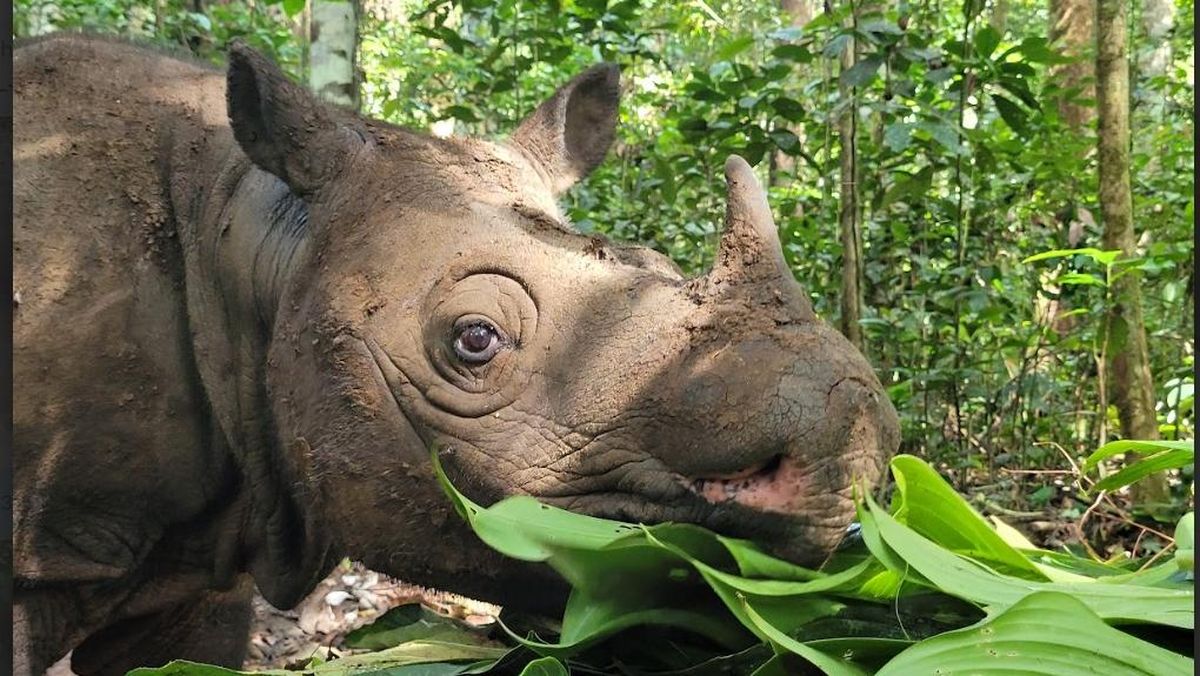 Tersisa Dua Betina, Badak Kalimantan di Ambang Punah Total