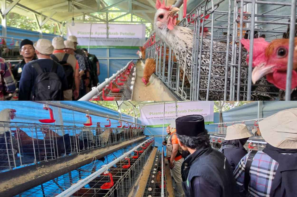 Bukan Sekadar Zakat! Dompet Dhuafa Ubah Penerima Bantuan Jadi Pengusaha Telur Mandiri dan Sukses