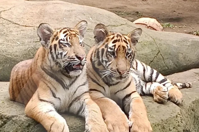 Dua Anak Harimau Benggala di Bandung Zoo Mati Akibat Virus Ini