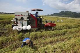 Lonjakan Biaya Produksi Turunkan Nilai Tukar Petani