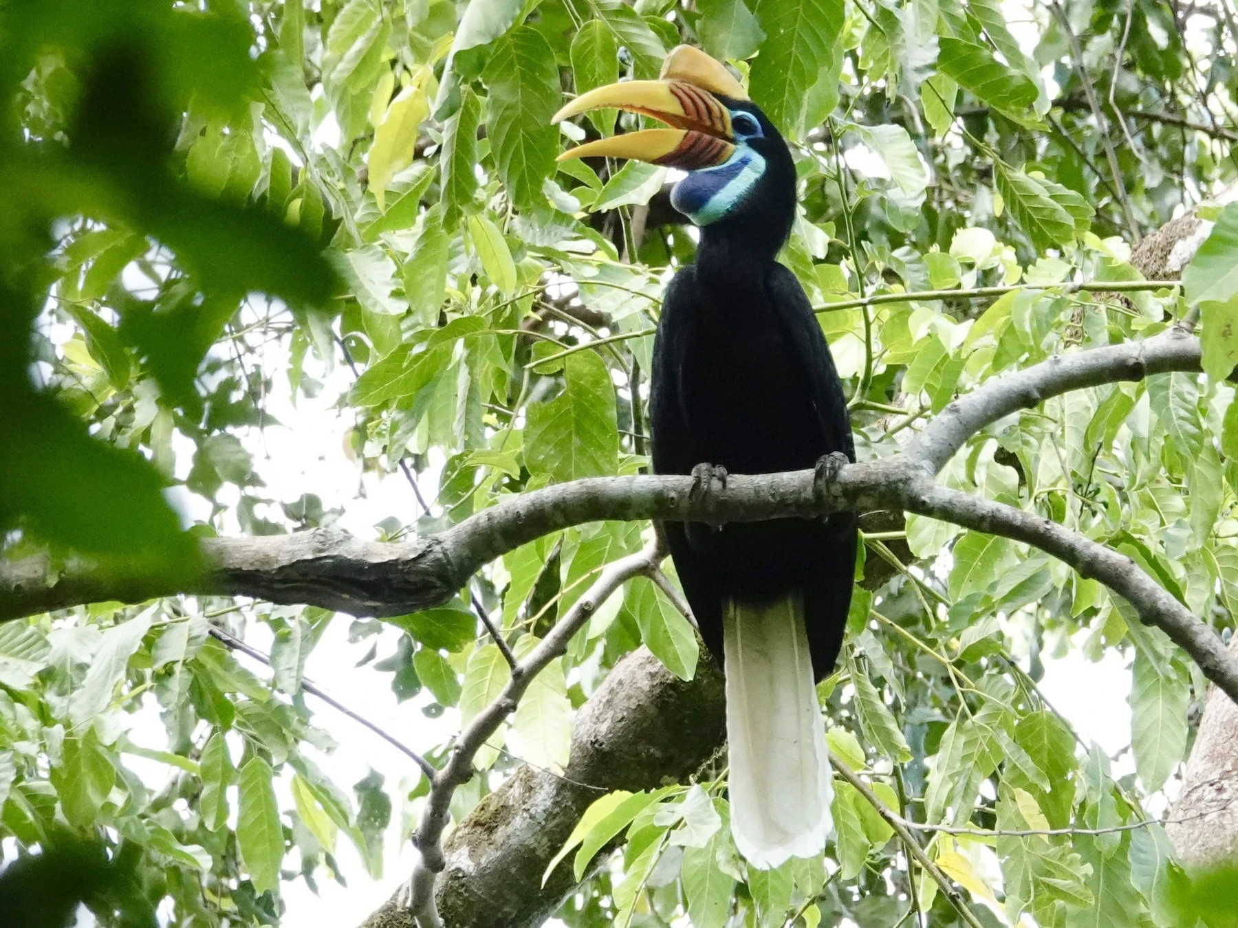 Sulawesi Jadi Raja Burung Endemik Indonesia, Capai 159 Spesies tapi Banyak Terancam Punah