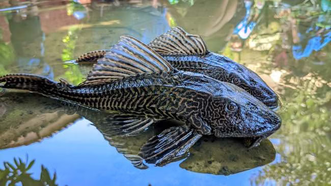 Ikan Sapu-Sapu Bukan Sekadar Hama, BRIN Ungkap Ancaman Serius untuk Lingkungan dan Manusia