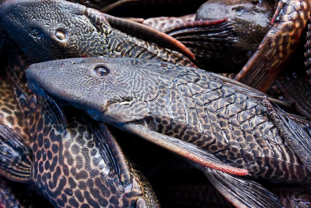Kenapa Ikan Sapu-Sapu Harus Dimusnahkan? Simak 3 Bahaya Utamanya bagi Lingkungan