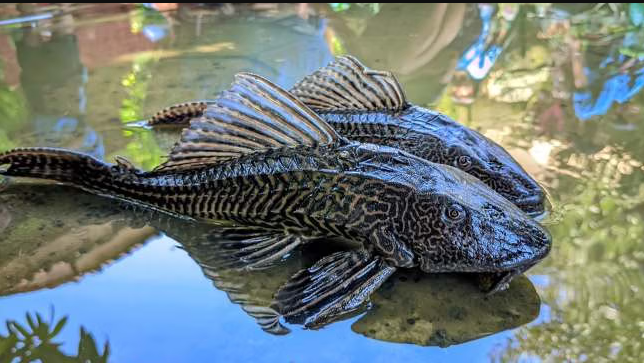 Ikan Sapu-sapu Disebut Ancaman Ekosistem, Ini Alasan Ilmiahnya hingga Didorong untuk Dimusnahkan
