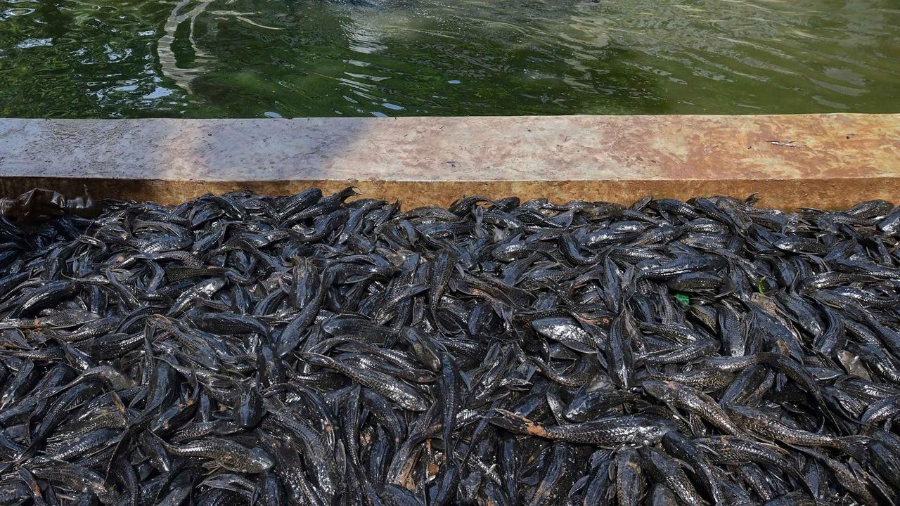 Nyaris 7 Ton Ikan Sapu-sapu Disapu Bersih dari Perairan Jakarta, Jaksel Jadi Penyumbang Terbesar