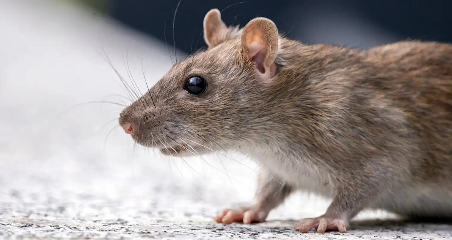 Bukan Cuma dari Tikus! Virus Hanta Ternyata Bisa Menular dari Debu Kotoran, Ini yang Harus Kamu Tahu