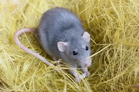 Cek Fakta di Sini! Hantavirus Ternyata Tak Mudah Menular Antar Manusia