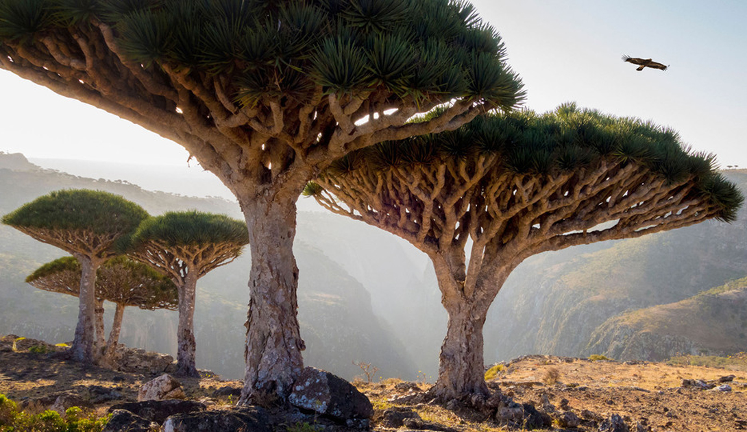 Kecantikan Pulau Socotra: Menawarkan Keindahan Sekaligus Pohon Unik yang Jadi Sorotan Dunia