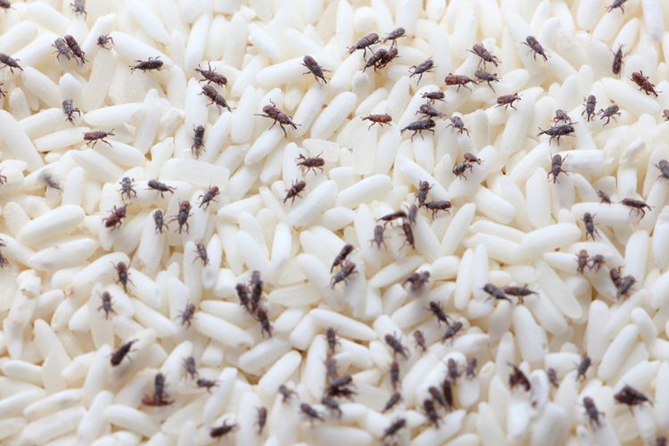 9 Cara Menghilangkan Kutu Beras Secara Alami, Cepat, dan Ampuh Tanpa Bahan Kimia!