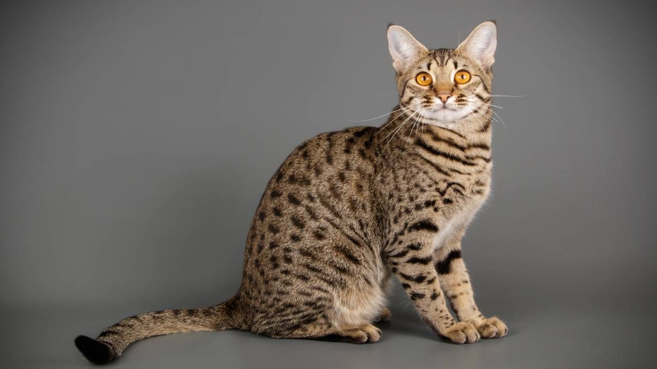 10 Kucing Termahal di Dunia: Dari British Shorthair hingga Ashera Seharga Miliaran Rupiah!
