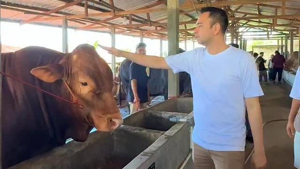 Deretan Artis yang Berkurban di Idul Adha 2026, Ada Sapi Jumbo Milik Raffi Ahmad hingga Atta Halilintar