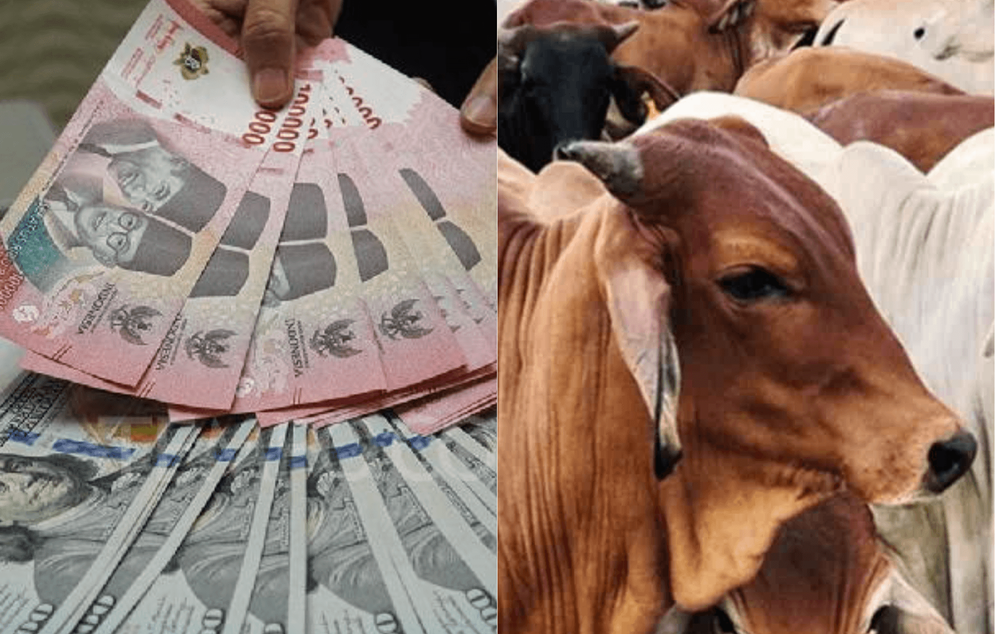 Rupiah Kembali Melemah saat Lebaran Idul Fitri, Ada Pengaruh ke Harga Hewan Kurban?