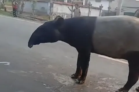 Dari Hewan Dilindungi sampai Jadi Rica-Rica: Kronologi Tapir di Lampung yang Berakhir Diburu Warga