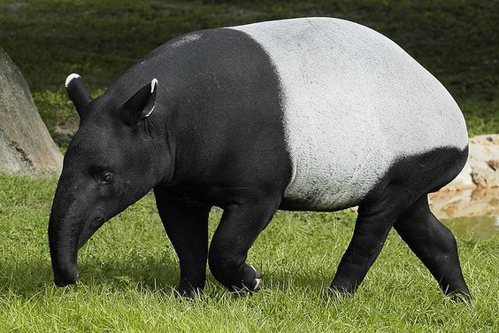 Miris! Populasi Tapir Sisa 17 Ekor, Ini Deretan Hewan Dilindungi di Indonesia yang Terancam Punah