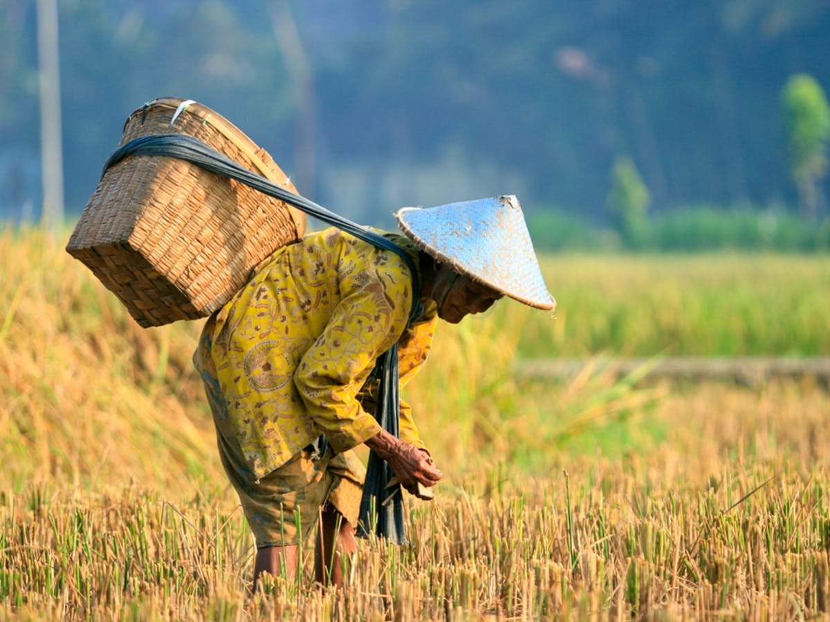 Aduh, Peryataan Presiden Petani Sudah Sejahatera Menuai Kecaman Para Akademisi