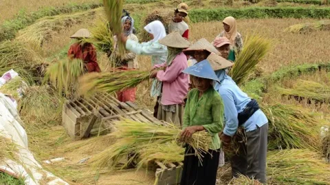 Hati-Hati Musim Kemarau dan El-Nino Di Depan Mata, Pemerintah Harus Memperkuat Cadangan Pangan
