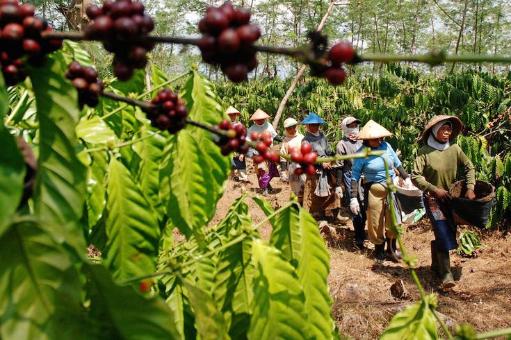9 Kopi Indonesia Terbaik Versi TasteAtlas 2026 Rilis: Varian Luwak Gayo Aceh Sukses Jadi Juaranya!