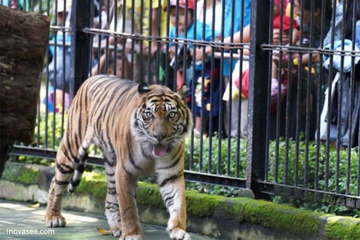 Terseret Kasus Korupsi Rp10,2 Miliar Kebun Binatang Surabaya, Eks Dirut Choirul Anwar Tersenyum Saat Diborgol Hingga Kondisi Satwa Jadi Sorotan