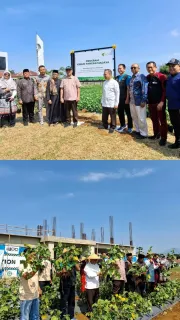 Tak Perlu Lahan Luas, Kebun Madaya Berhasil Jadi Kunci Ketahanan Pangan