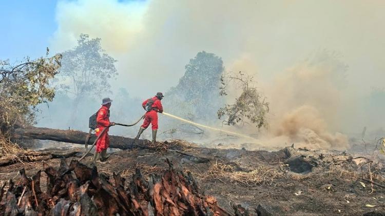 BMKG Ungkap Biang Kerok Karhutla di Kalimantan, Ternyata Ini Penyebabnya!