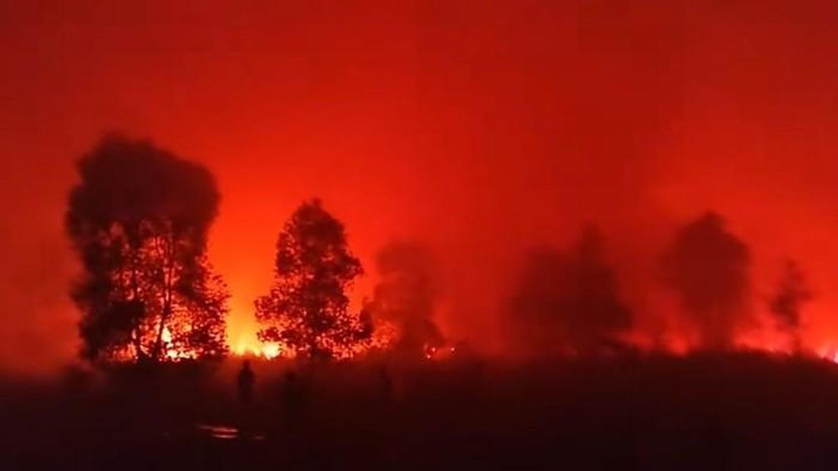 Kebakaran Melanda Taman Nasional Way Kambas, Kondisi Gajah Sumatera Jadi Perhatian