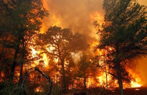 Fakta Karhutla di Indonesia 2026: Luas Lahan Terbakar, Daerah Terdampak, dan Sebaran Asap