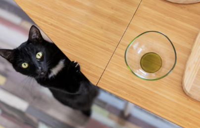 Kenapa Kucing Suka Menjatuhkan Barang dari Meja?