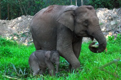 Anak Gajah Sumatera Lahir di TN Tesso Nilo, Jadi Kelahiran Keenam Induk Lisa