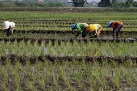 Supaya Reforma Agraria Berhasil, Pemerintah harus Melakukan Hal Ini