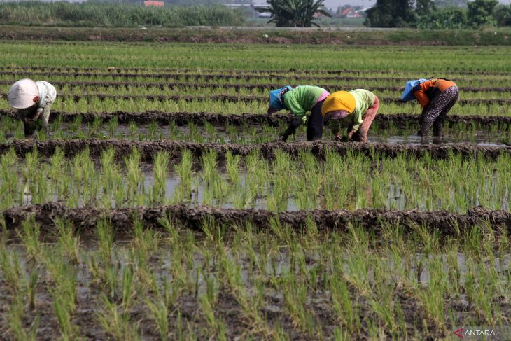 Supaya Reforma Agraria Berhasil, Pemerintah harus Melakukan Hal Ini