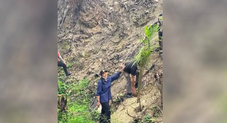 Bekas Karhutla di Sumbar Malah Ditanami Sawit, Bupati Dharmasraya Turun Tangan