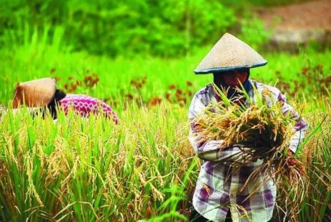 Guru Besar UGM : Penindakan terhadap Mafia Pangan perlu Disertai Pembenahan Tata Niaga