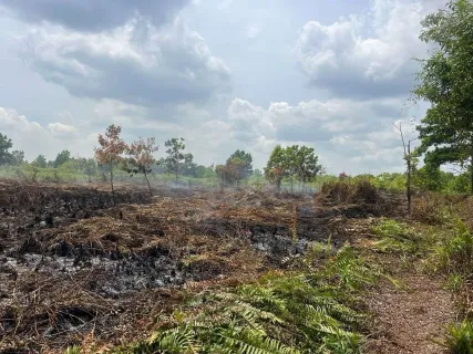 Pakar Gambuk Mengingkatkan, Pembuatan Kanal Drainase yang Tidak Sesuai Sangat Rentan Memicu Karhutla