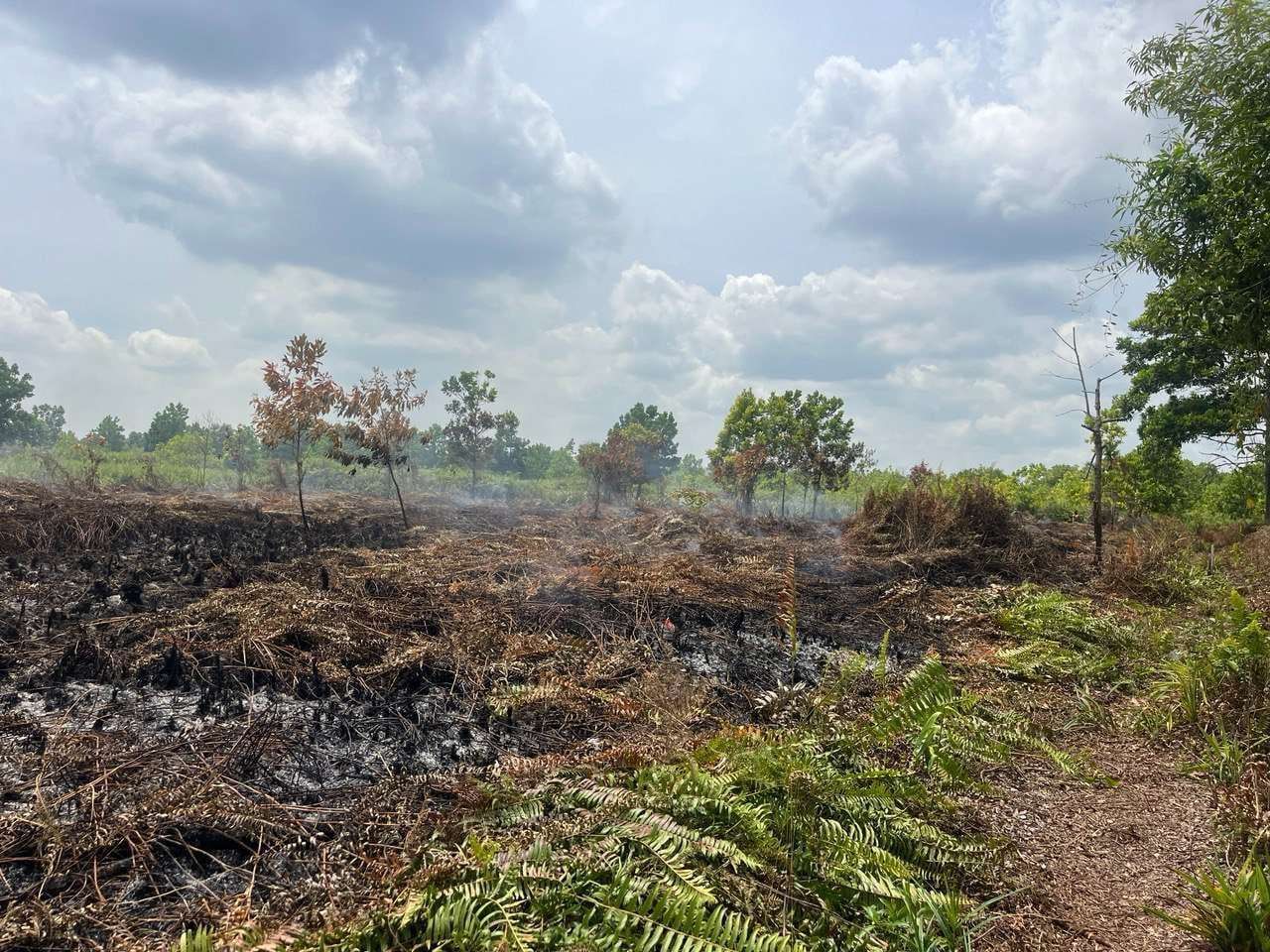 Pakar Gambuk Mengingkatkan, Pembuatan Kanal Drainase yang Tidak Sesuai Sangat Rentan Memicu Karhutla