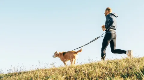 5 Rekomendasi Ras Anjing yang Cocok Diajak Lari
