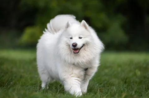 9 Anjing Termahal di Dunia, Ada yang Harganya Setara Rumah Mewah!