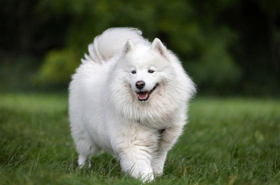 9 Anjing Termahal di Dunia, Ada yang Harganya Setara Rumah Mewah!