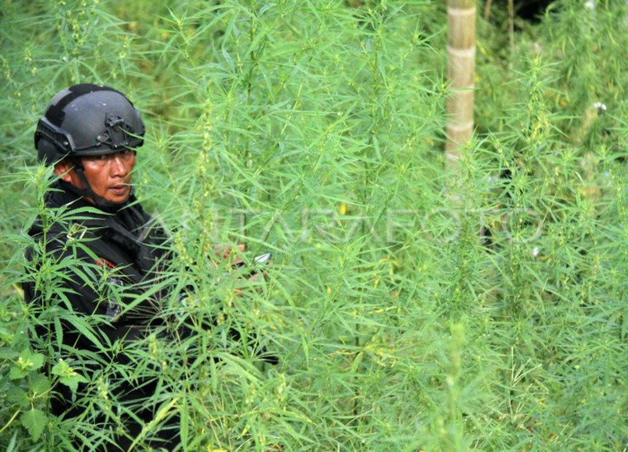 Aturan Drone di TNBTS Jadi Sorotan Usai Penemuan Ladang Ganja