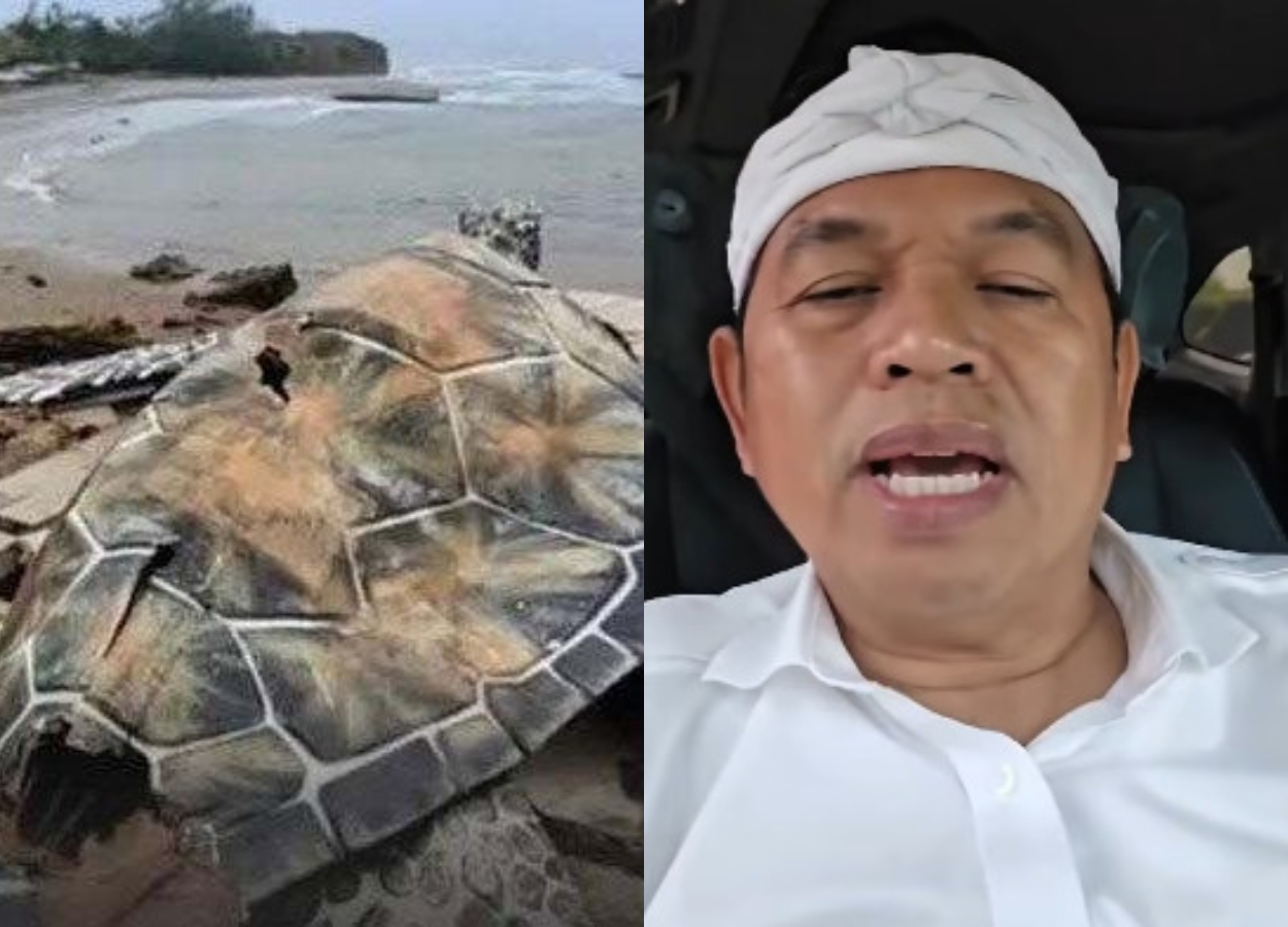 Geger Patung Penyu Kardus, Gubernur Jabar Langsung Perintahkan Audit!