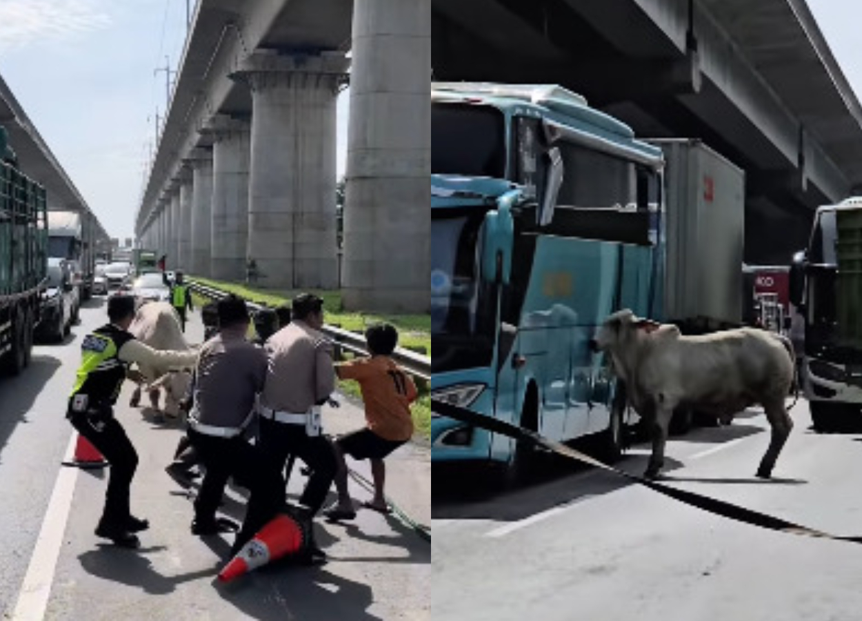 Geger! Sapi Mengamuk di Tol Cikampek, Aksi Dramatis Ini Jadi Sorotan Netizen