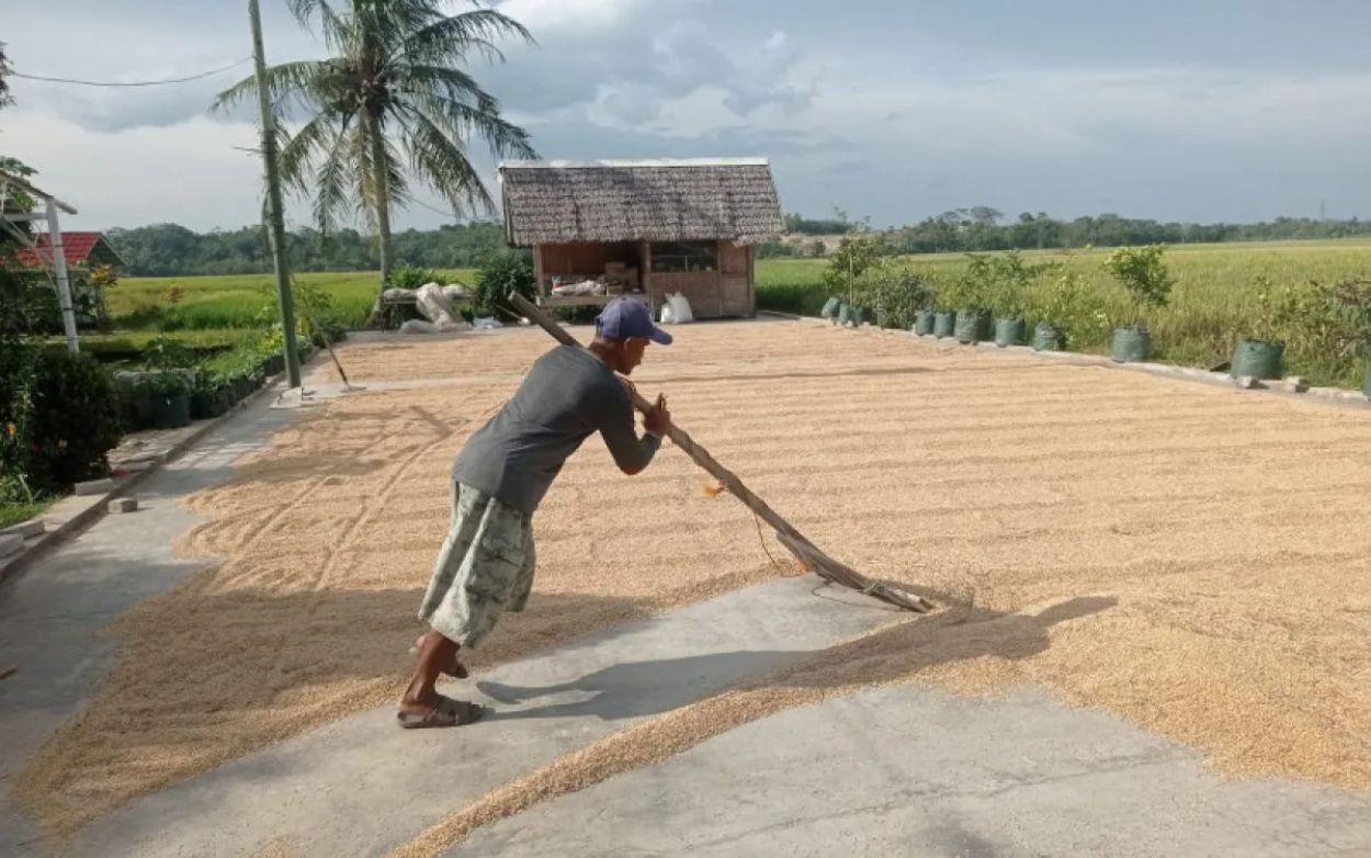 Harga Gabah Naik, Tapi Petani Masih Belum Cuan Maksimal