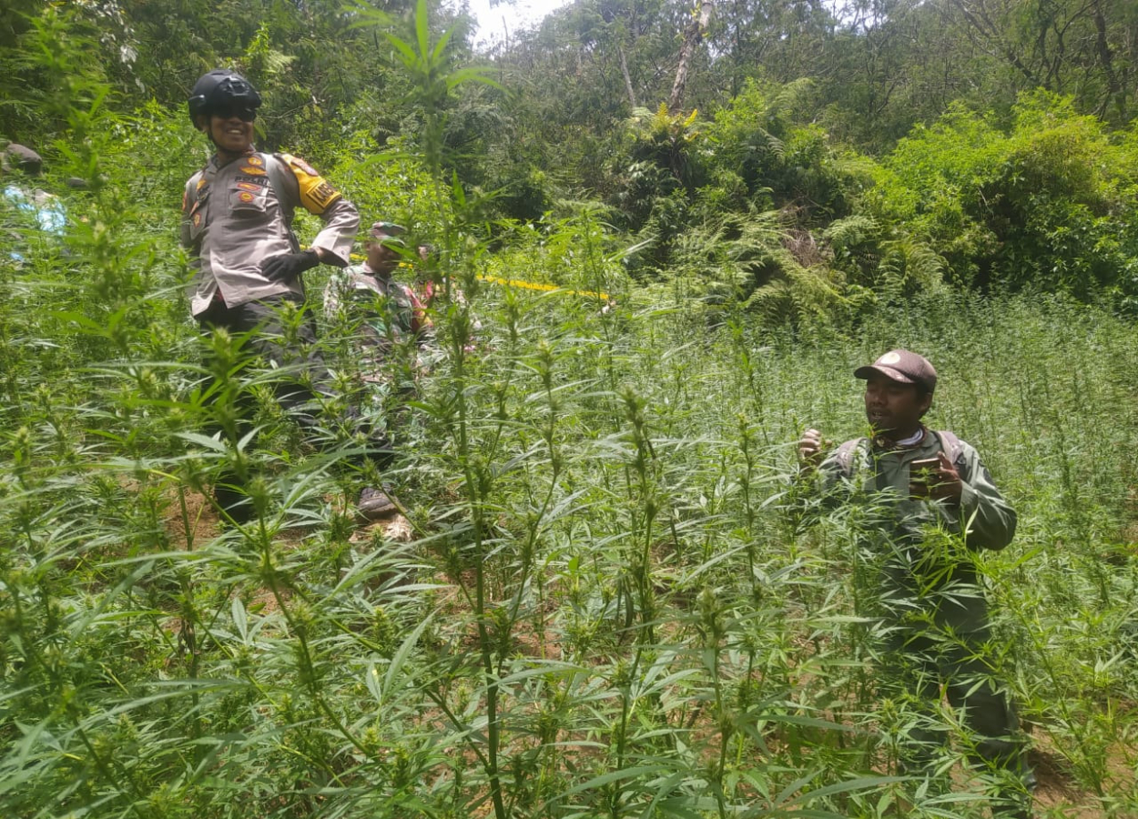 Heboh! Ladang Ganja Ditemukan di TNBTS, Begini Penjelasan Lengkap Menteri Kehutanan