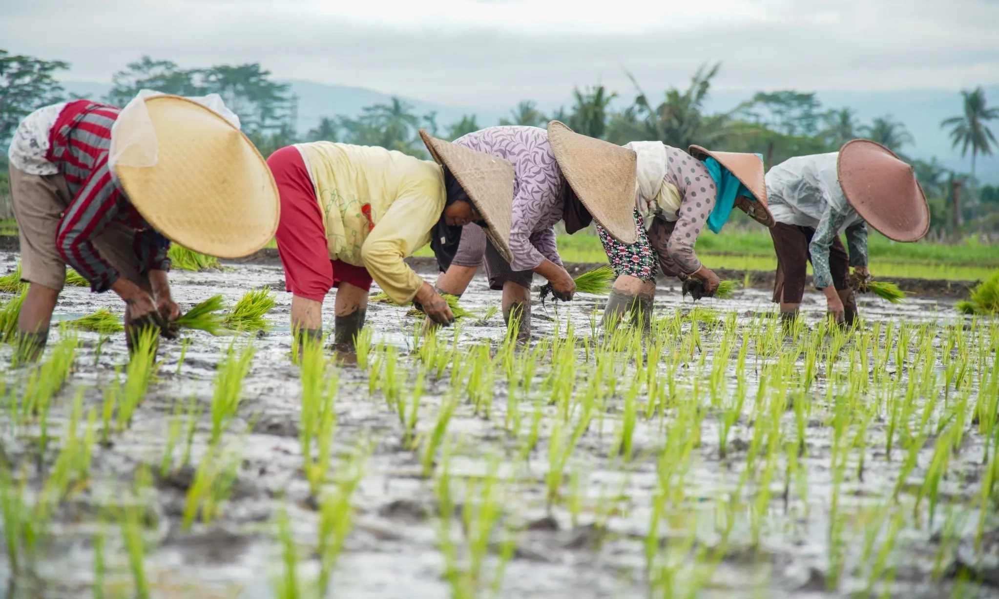 Hore! Pemerintah Tambah 12 Provinsi Lahan Sawah Dilindungi