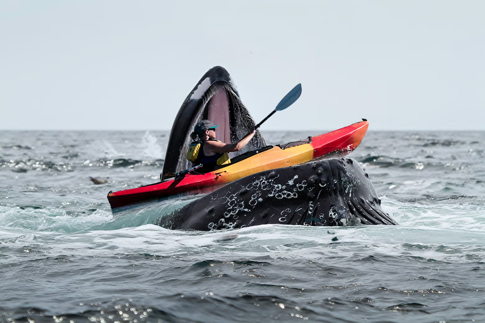Kayaker Tertelan Paus Bungkuk di Patagonia Selamat Tanpa Cedera