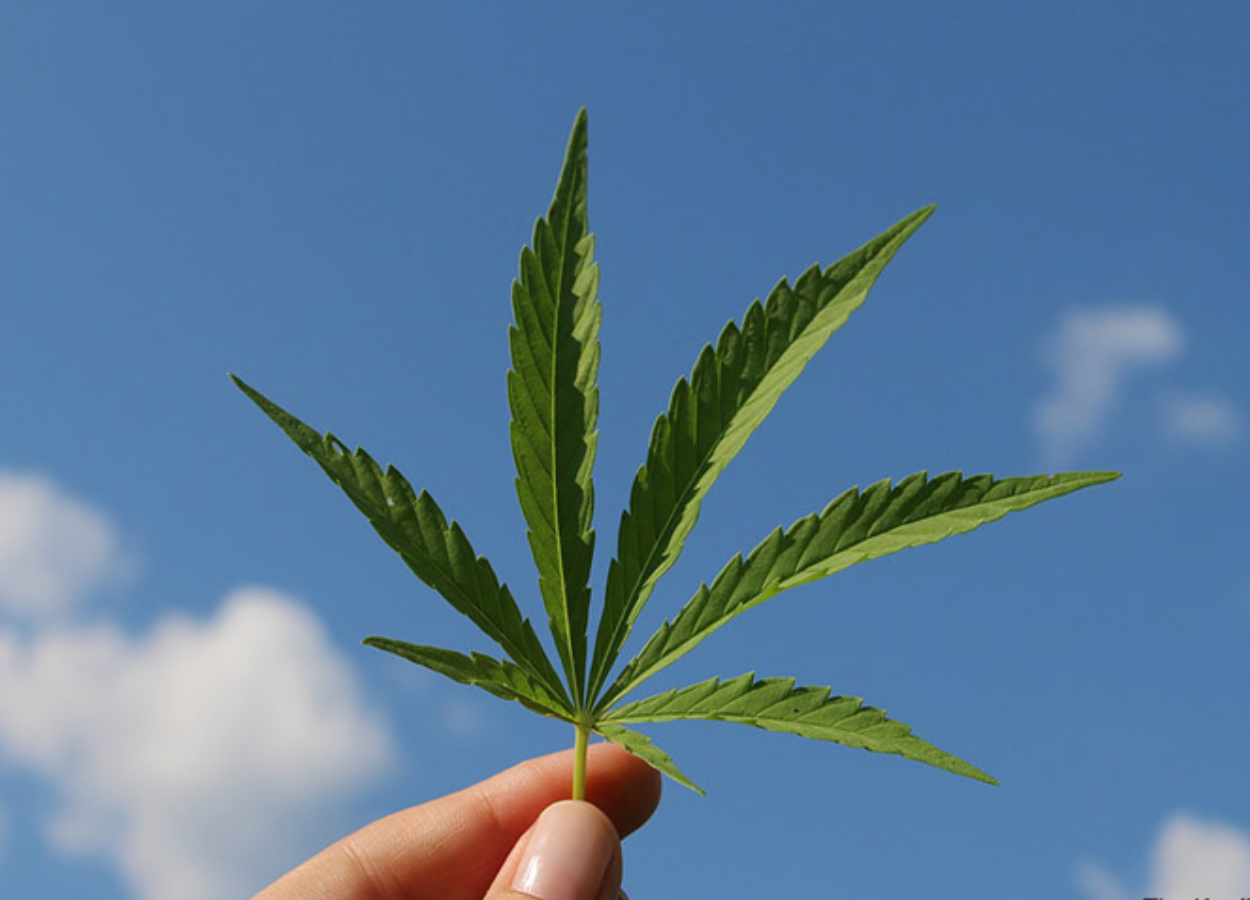 Kenapa Ganja Dilarang? Ini Fakta yang Perlu Kamu Tahu!